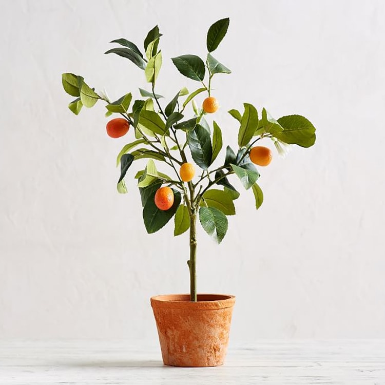 This Faux Potted Kumquat Tree is a perfect piece of decor to add to your home! #ABlissfulNest