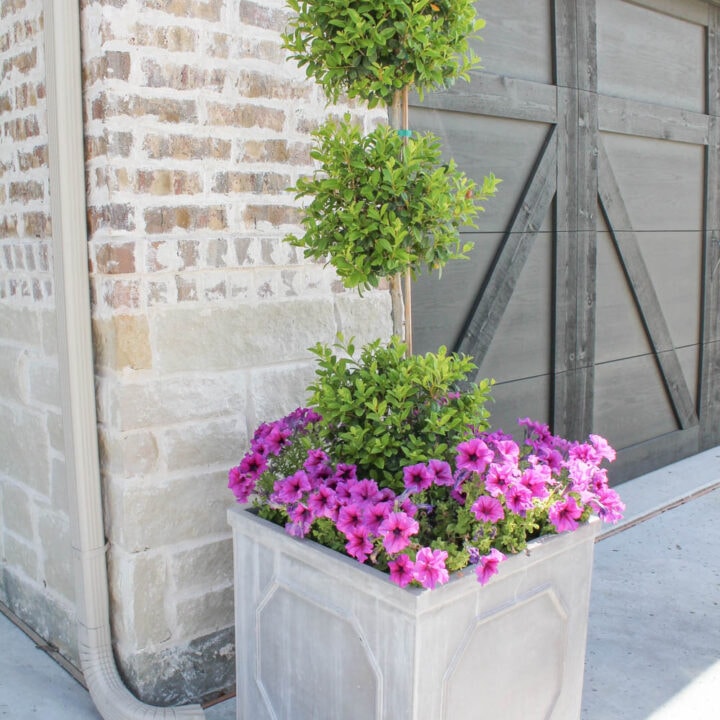 Image for Bold Flowers