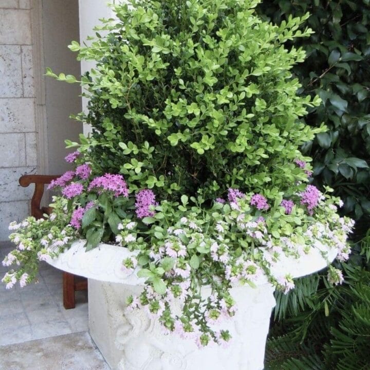Image for Vintage Urn Planter
