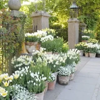 Image for Potted Garden