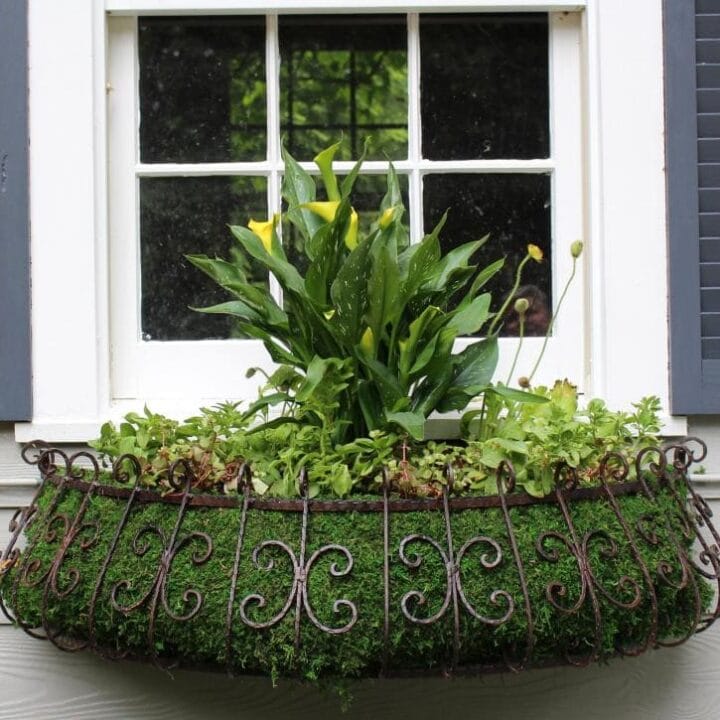 half moon shaped window planter lined with moss and filled with plants