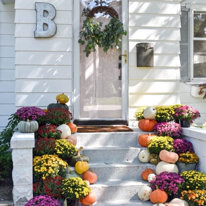 Image for Colorful Mums