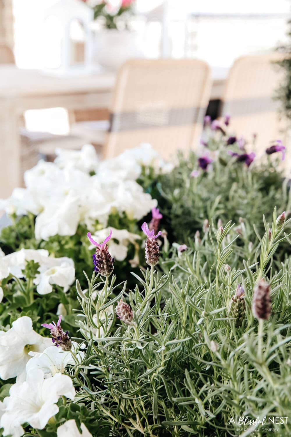 Close up view of lavender plants