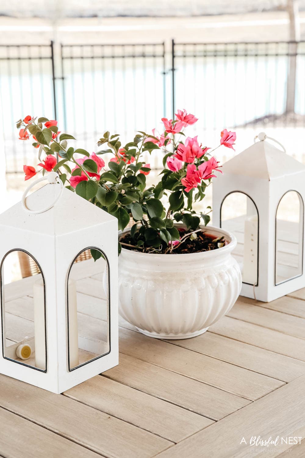 Beautiful bougainvillea in a white planter with white lanterns on a patio table