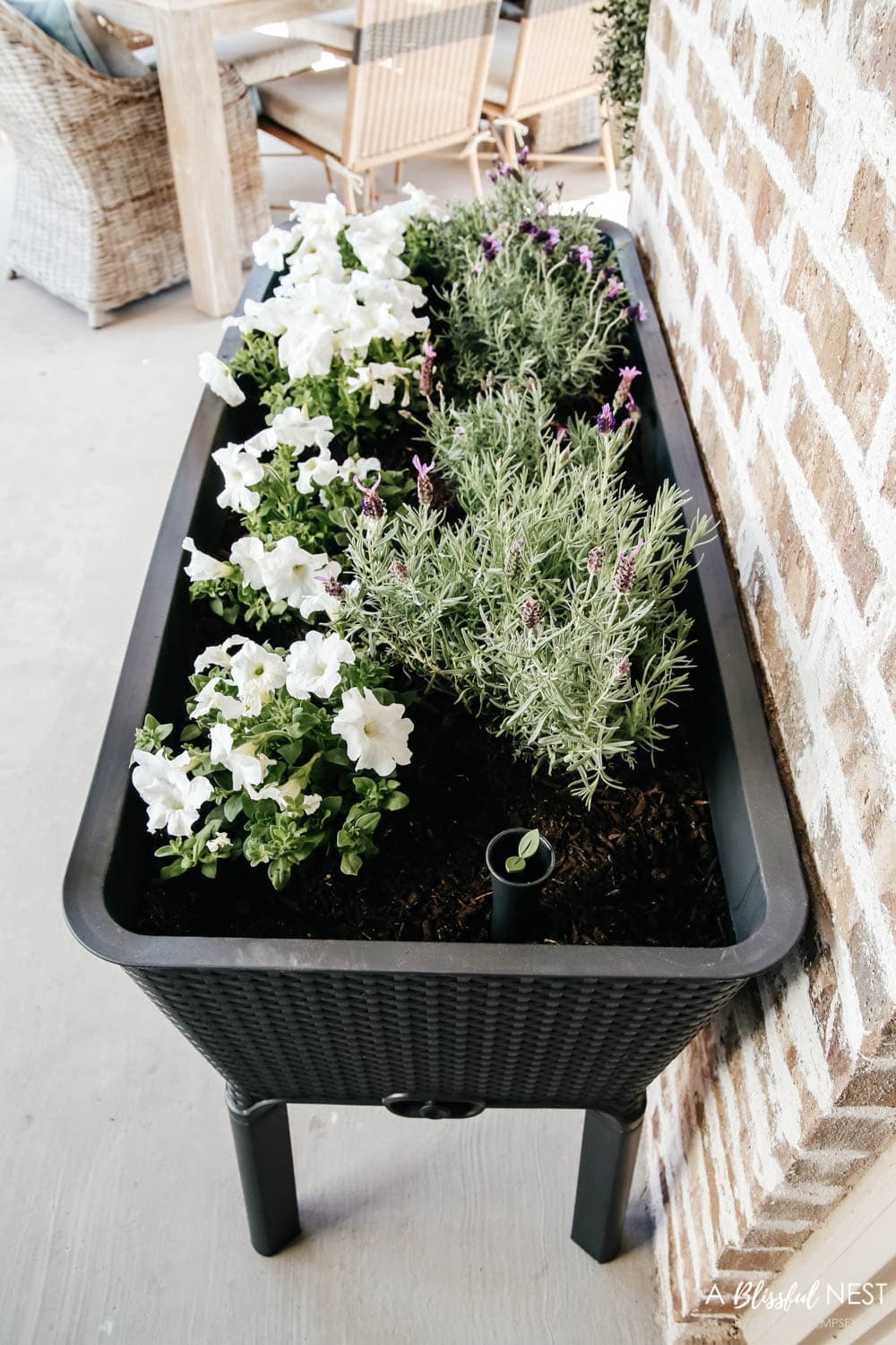 White flowers mixed with lavender plants in a raised planter