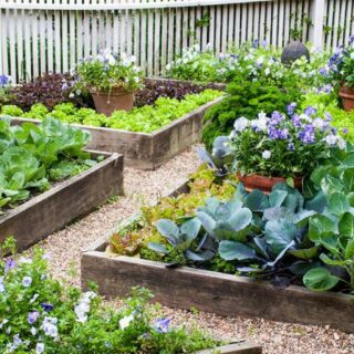 Image for Raised Beds for Vegetables