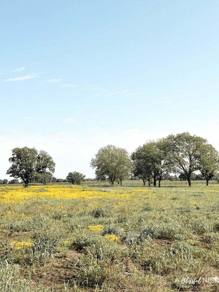 land in Texas with pecan trees and yellow flowers in the field