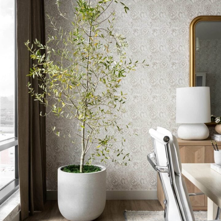 Image for Bringing Nature Indoors with Plants