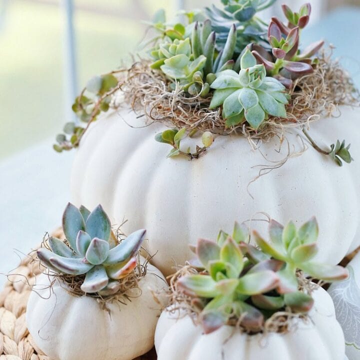 Image for Faux Pumpkins & Succulents 