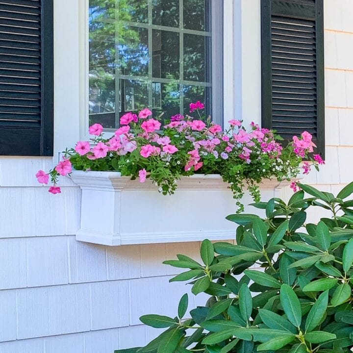 Image for Shades Of Pink