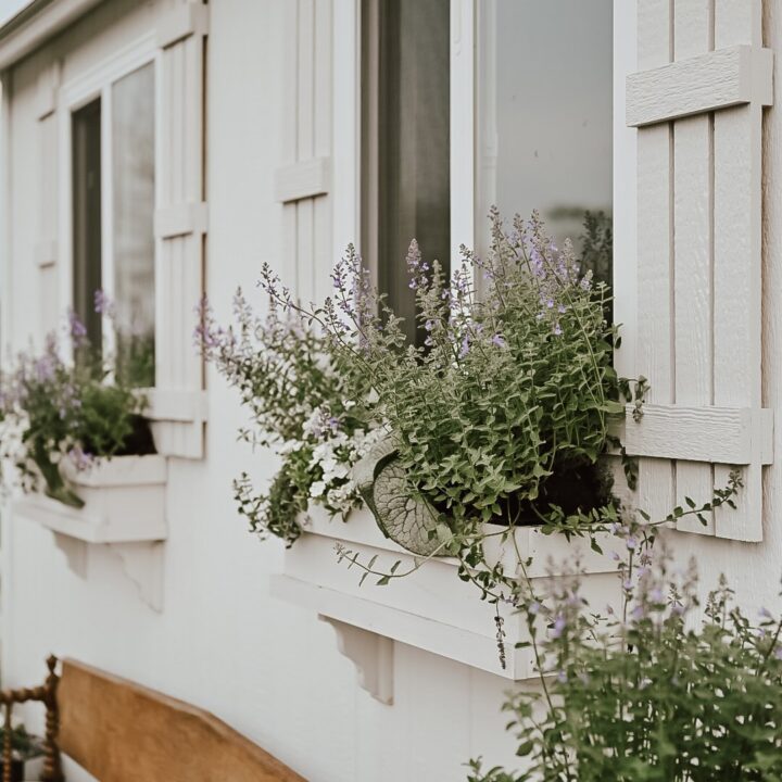 Image for Spring Plants