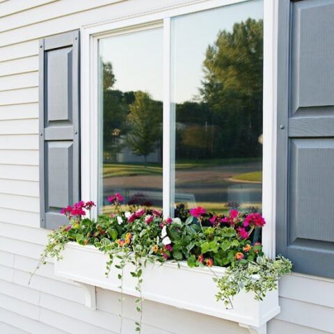 Image for Colorful Flowers