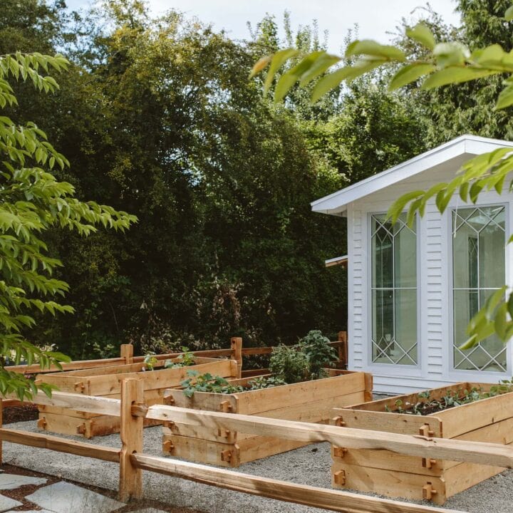 Image for Raised Garden Beds With Garden Shed Backdrop