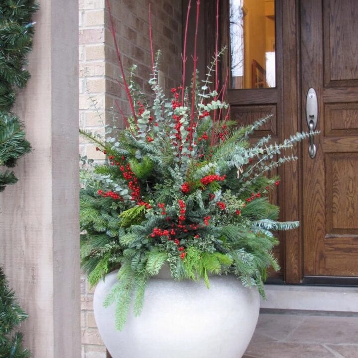 Image for Red Berries & Evergreens