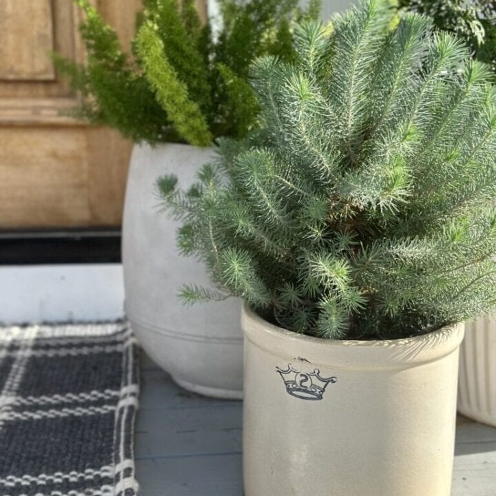 Image for Neutral-Toned Evergreens