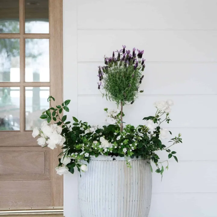 Image for Textured Whitewashed Ribbed Planter with Lavender Topiary and White Blooms