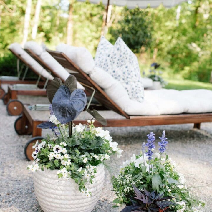 Image for White Textured Planter With White and Purple Blooms