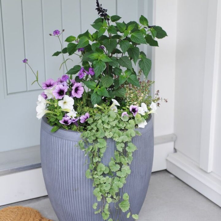 Image for Ribbed Pot With White & Purple Blooms