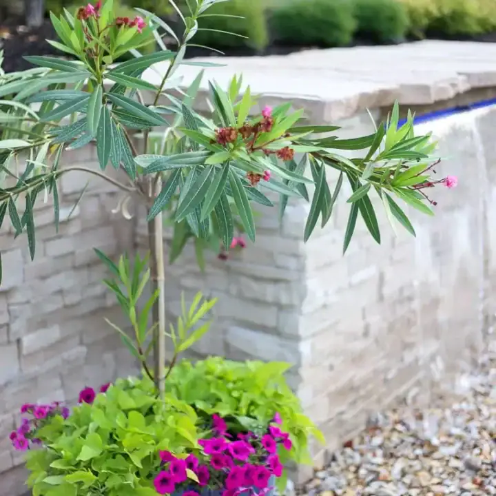 Image for Ombre Planter With Hot Pink Petunias