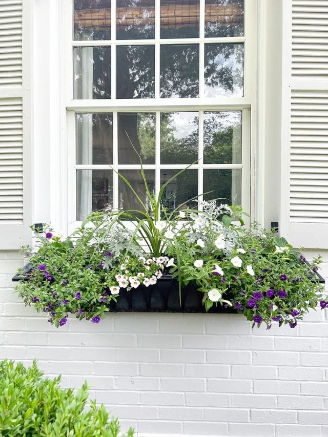Beautiful Summer Window Boxes-Webstories- Cover