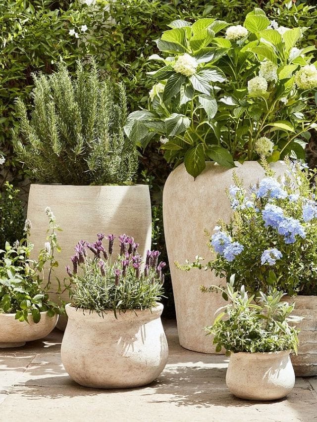 Full Sun Front Porch Planter Ideas-Webstories- Cover