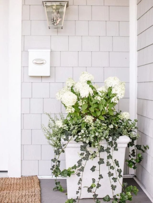 Outdoor Planter Ideas For Summer-Webstories- Cover