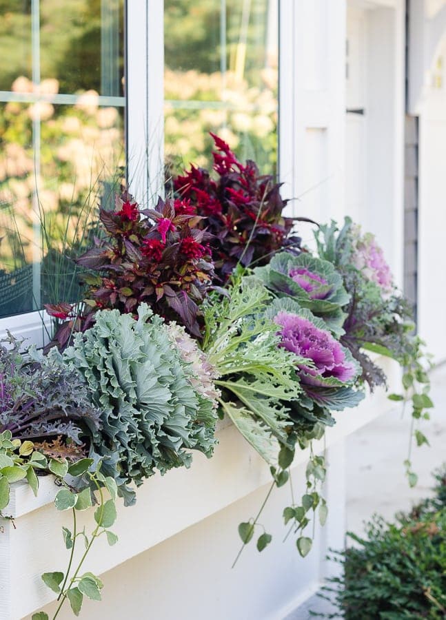 Fall Window Box Ideas That Will Boost Your Curb Appeal